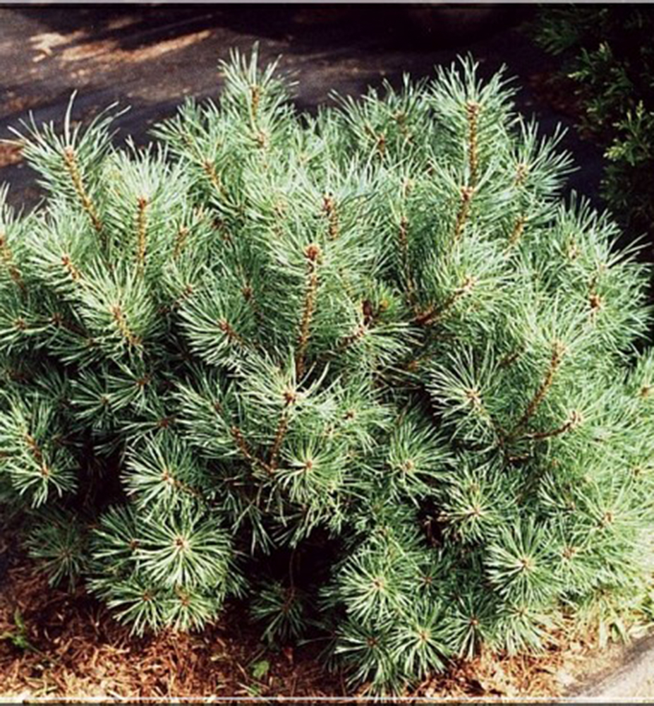 Borovica lesná ´ARGENTEA COMPACTA´ 40-50 cm, kont. 7,5 l