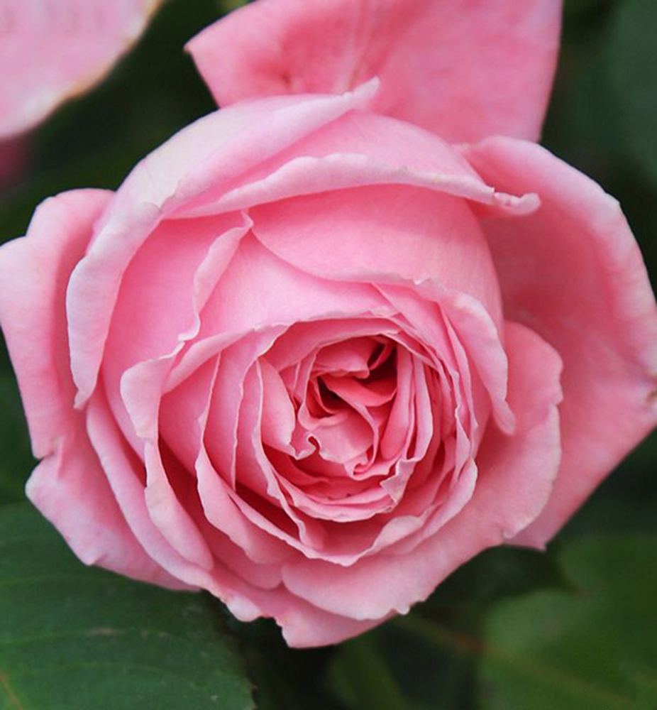 Ruža popínavá ´CORAL DAWN´ 30-40 cm, kont. 3 l