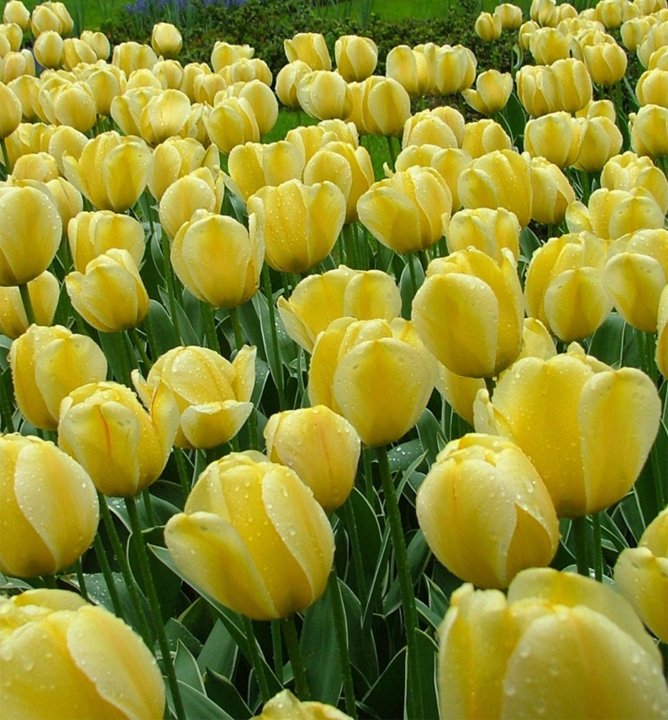 Tulipán ´JAAP GROOT´ 5 ks v balení