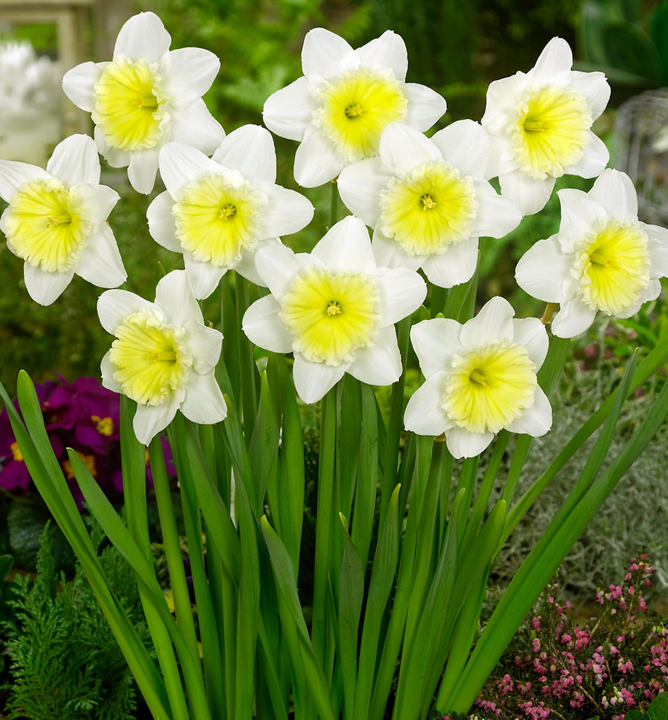 Narcis veľkokvetý ´ICE FOLLIES´ 5 ks v balení