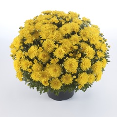 Chryzantéma / Chrysanthemum multiflora ´PLAYA SUNNY´ 3+