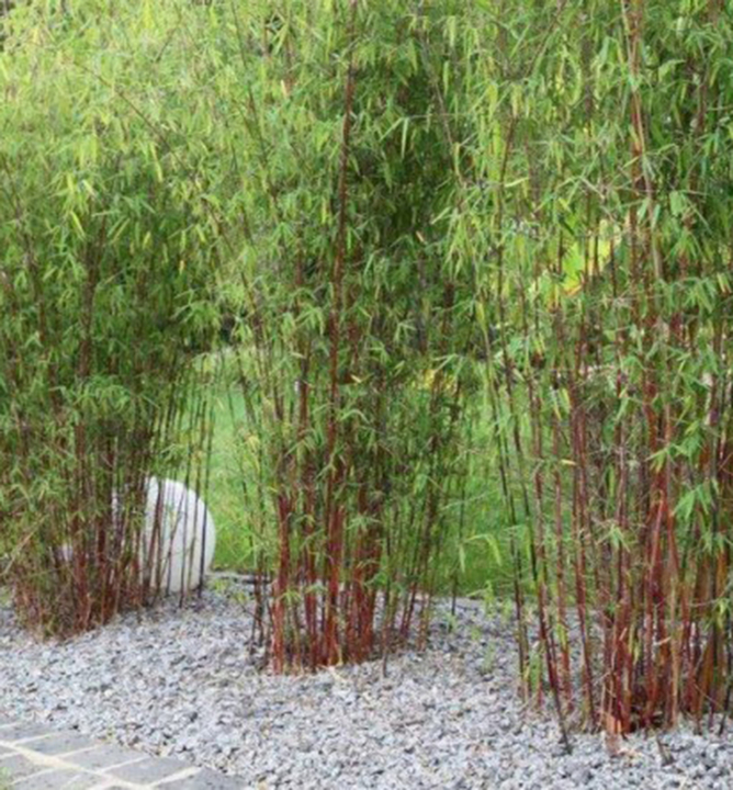 Bambus / Fargesia scabrida ´ASIAN WONDER´ 10-20 cm, kont. 2,5 l
