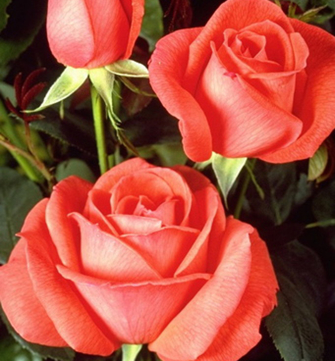 Ruža ve¾kokvetá kríková ´SUPERSTAR®´ *** Tantau, kont. 6 l 
