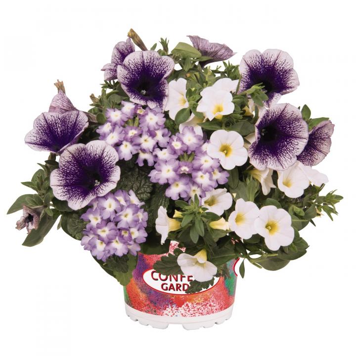 Confetti Garden ´SHOCKING BLUE´, mix letničiek LUMIGREEN.sk