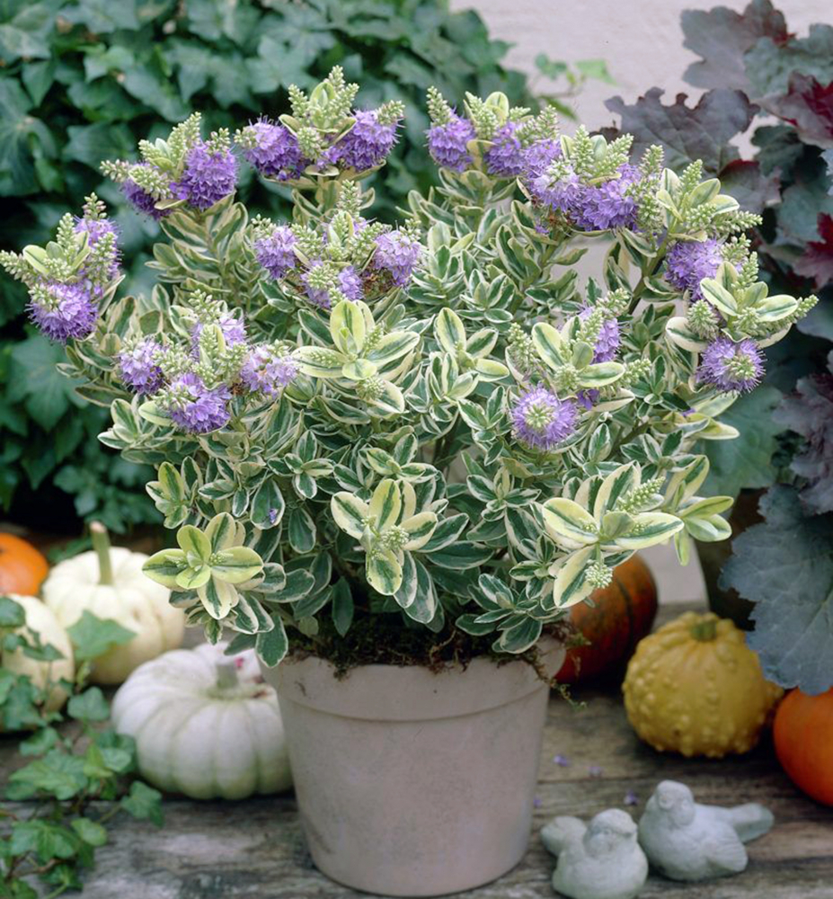 Hebe ´ANDERSONII VARIEGATA´ kont. 0,5 l | Lumigreen.sk