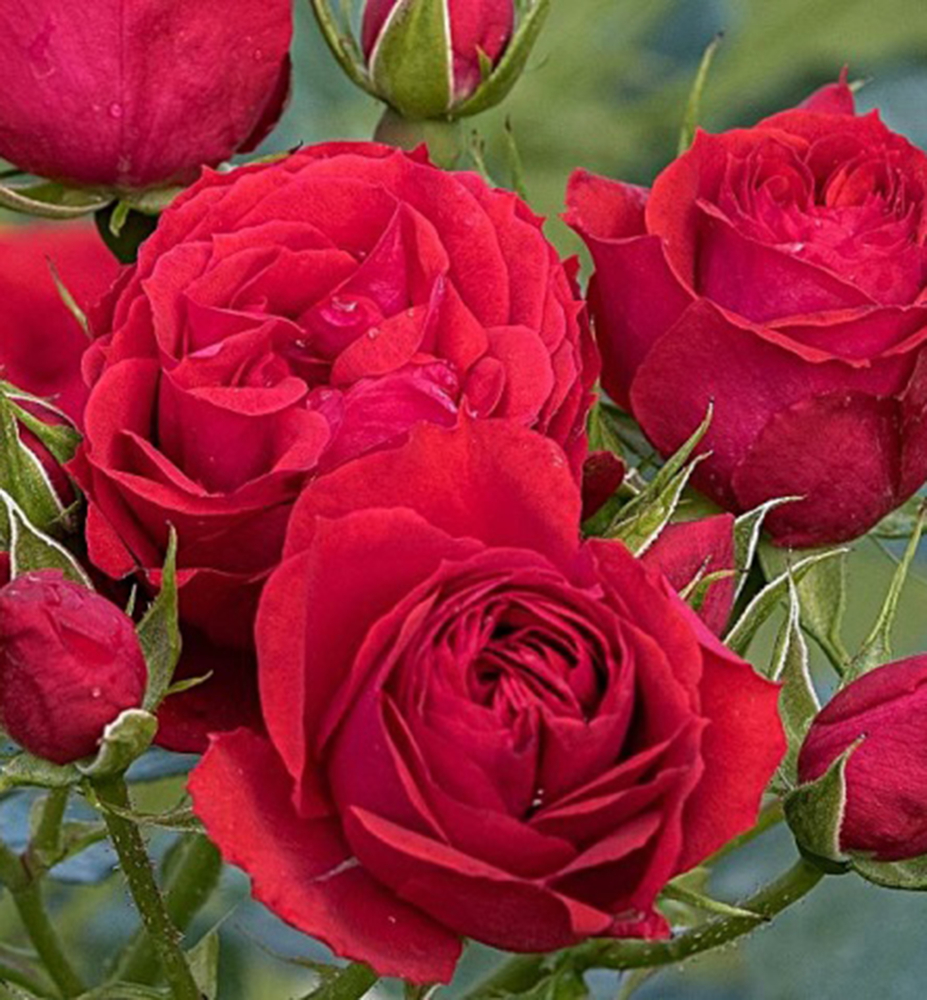 Ruža mnohokvetá ´MANORA´ * Tantau, kont. 6 l