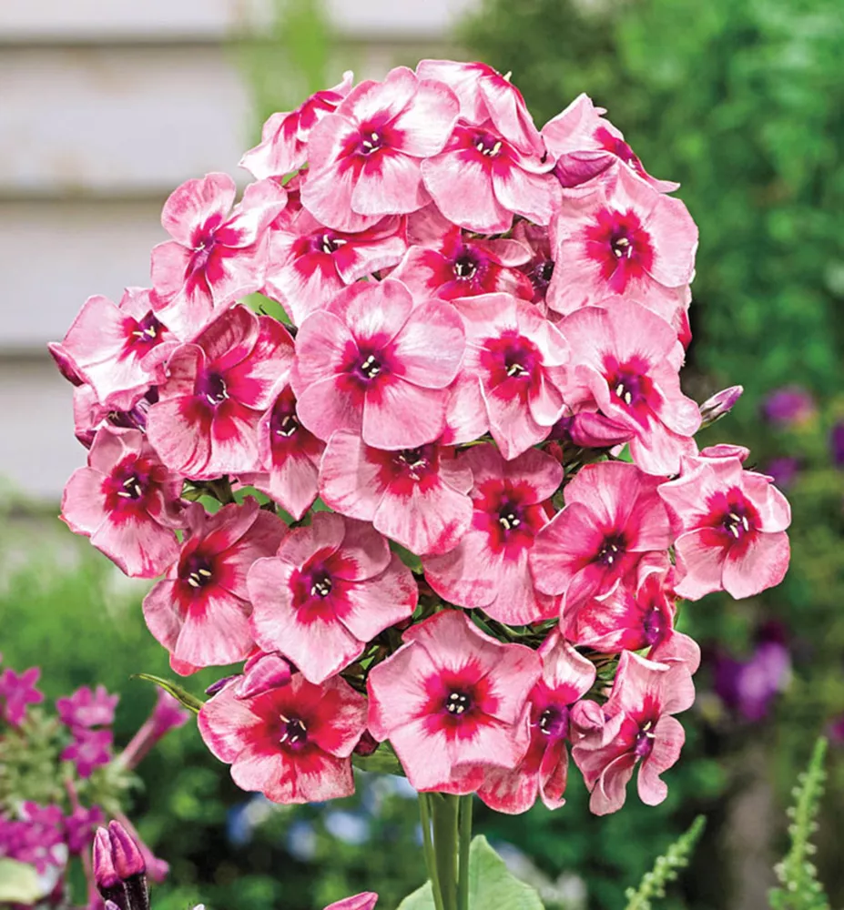 Phlox, Summer - Fairytale of the Ural