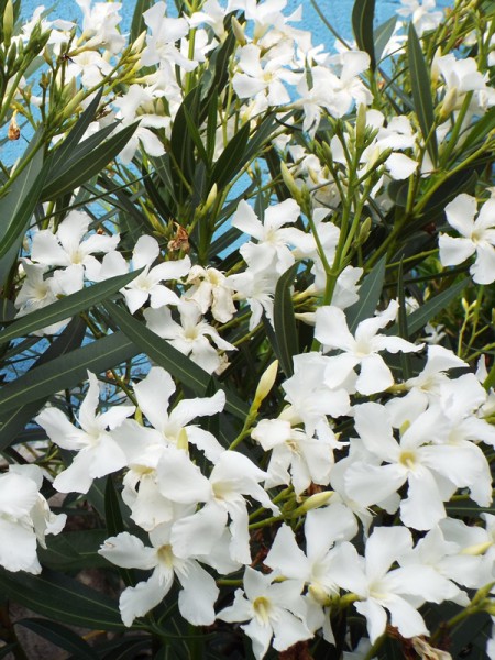 Oleander biely ´SOEUR AGNES´ 20-30 cm, kont. 1 l