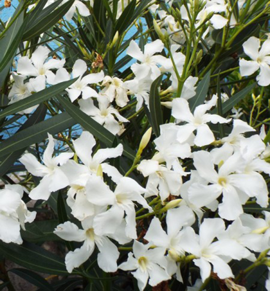 Oleander biely ´SOEUR AGNES´ 30-40 cm, kont. 2 l