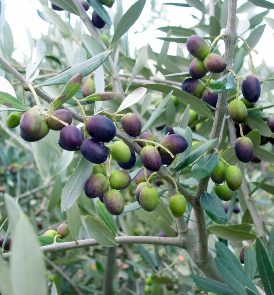 Olivovník európsky ´LECCINO´, na kmienku 60 cm, kont. 6 l