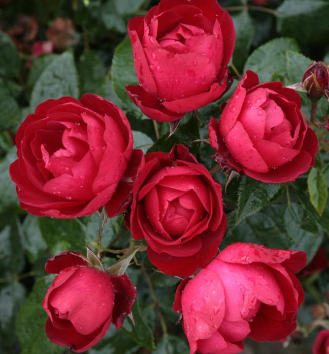 Ruža mnohokvetá ´MILANO®´ * Kordes 2011, kont. 2 l