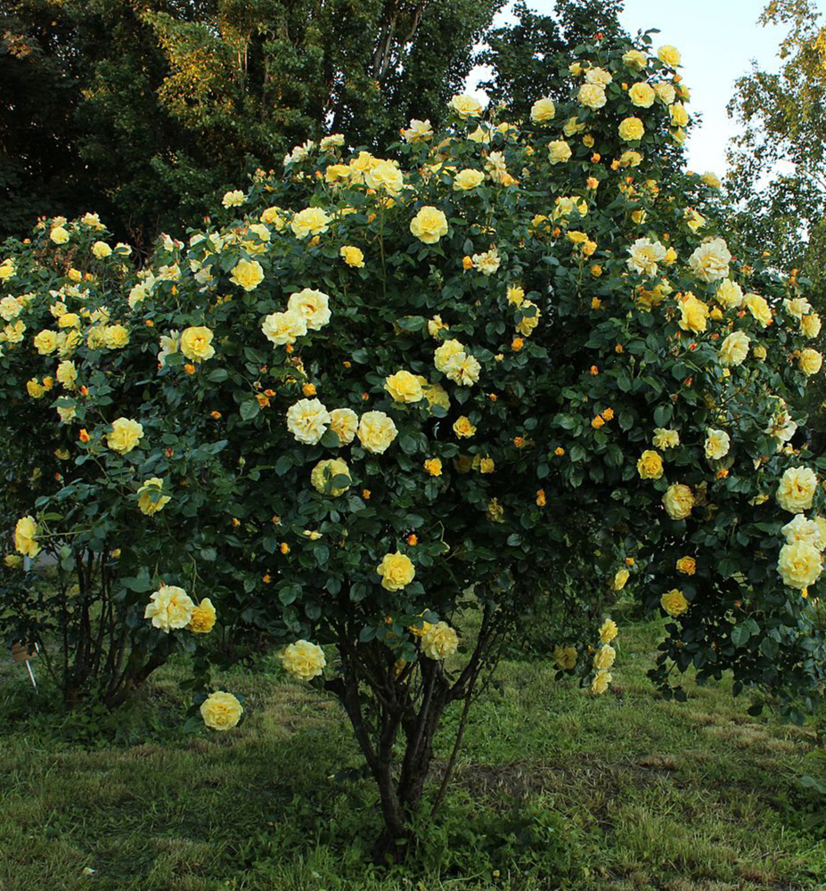 Ruža sadová ´LICHTKÖNIGIN LUCIA®´ *** ADR, Kordes 1966, 30-40 cm, kont. 2 l