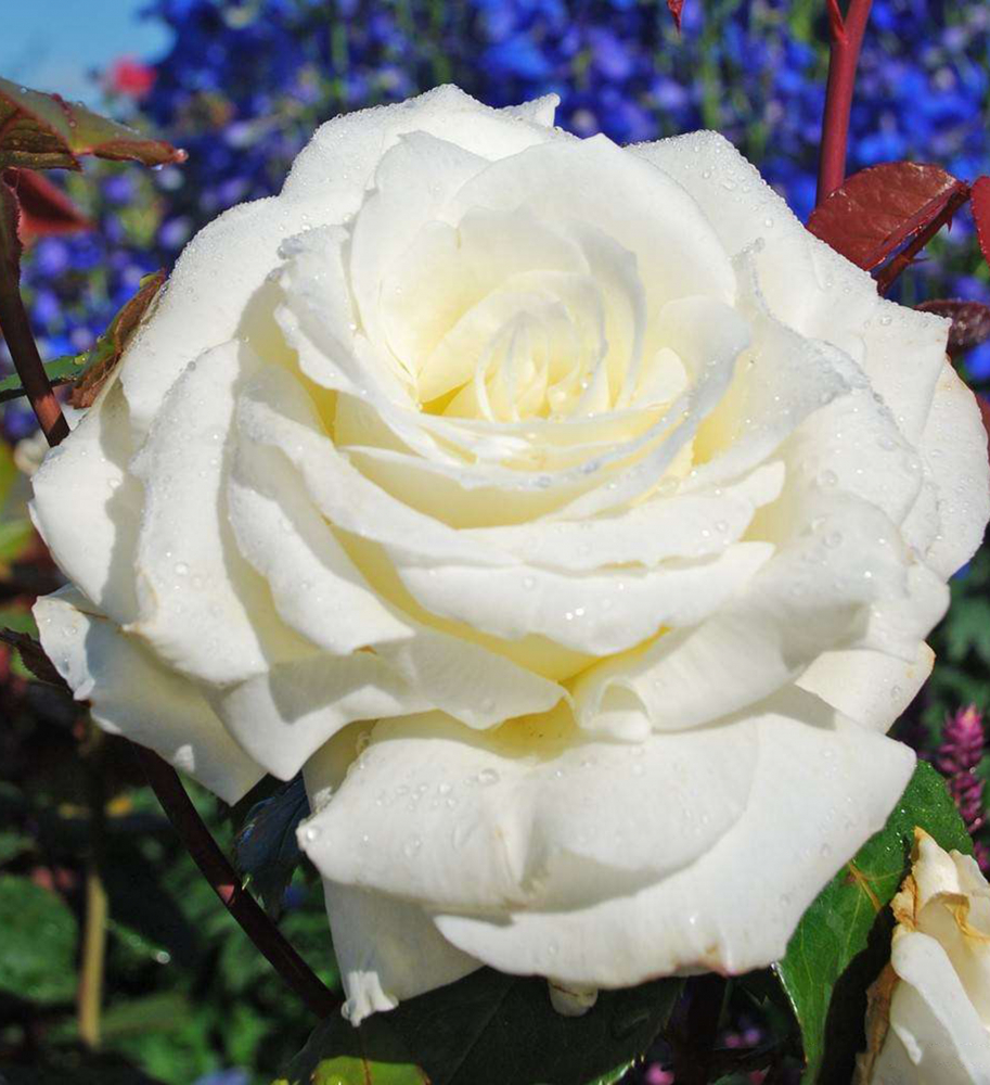 Ruža veľkokvetá kríková ´MEMOIRE®´ **, 20-30 cm, kont. 2 l