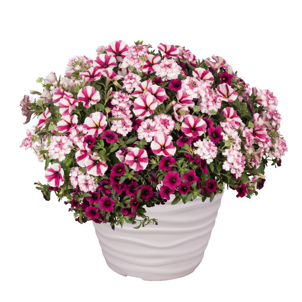 Confetti Garden ´SHOCKING HOT PINK´, mix letničiek LUMIGREEN