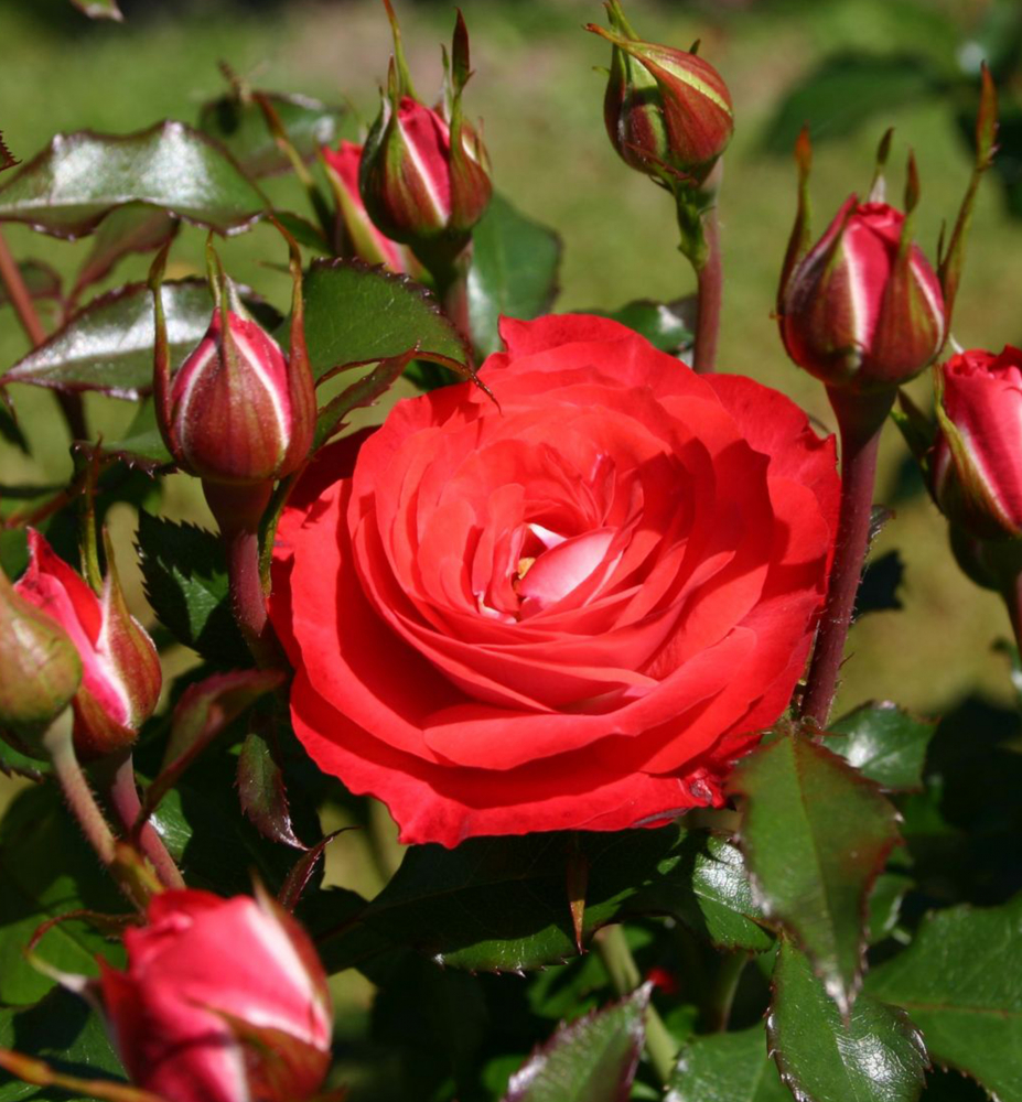Ruža mnohokvetá ´PLANTEN UN BLOMEN®´* Kordes 2008 ADR, kont. 2l