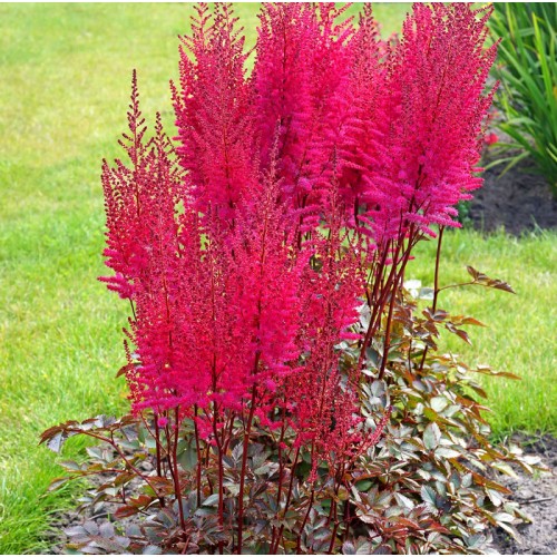 Astilba čínska ´MIGHTY CHOCOLATE CHERRY®´ | E-shop | LUMIGREEN.sk - Váš ...