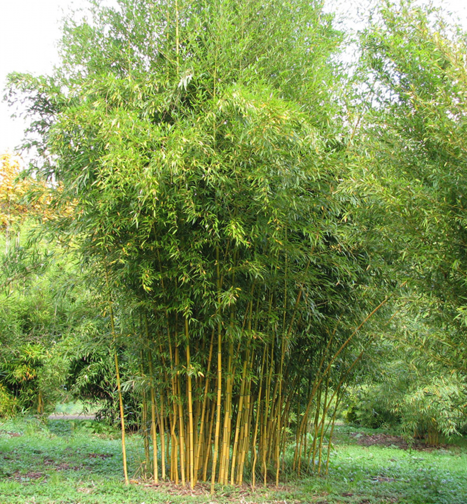 Bambus / Phyllostachys aureosulcata ´SPECTABILIS´ 90-100 cm, kont. 3 l