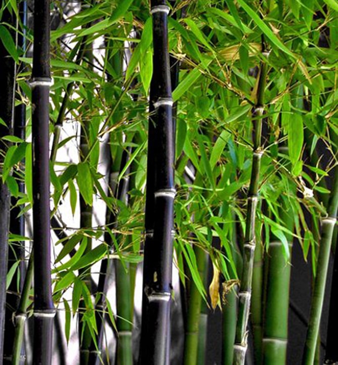 Bambus / Phyllostachys nigra 30-40 cm, kont. 2,5 l