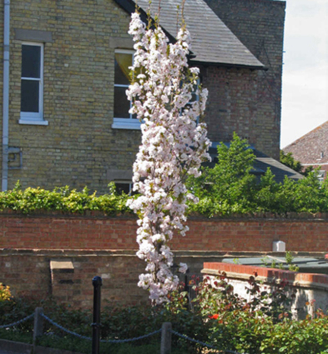 Okrasná čerešňa ´AMANOGAWA´ (Sakura) 180-200 cm, zemný bal v kont. 20 l
