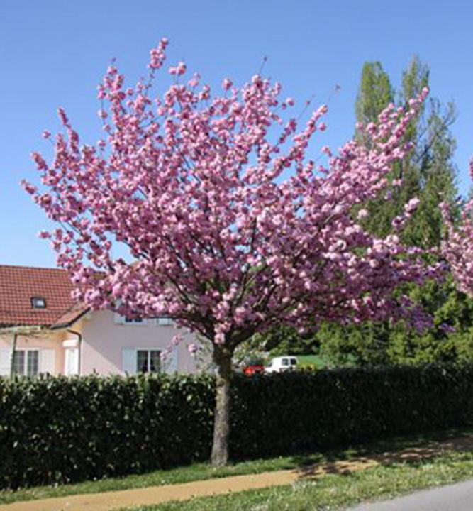 Okrasná čerešňa ´KANZAN´ (Sakura) na kmienku 120 cm, kont. 20 l