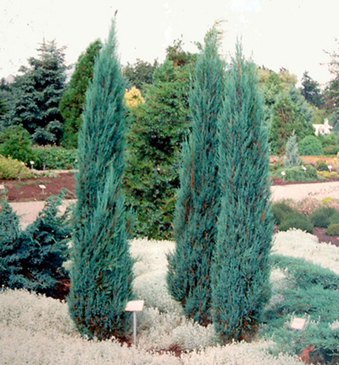 Borievka viržínska ´BLUE ARROW´ 70-80 cm, kont. 2,5 l