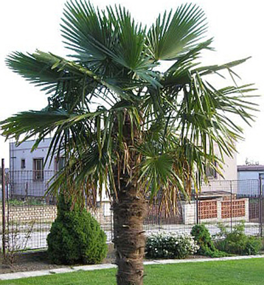 Palma konopná (Trachycarpus fortunei) 30-40 cm, kont. 2 l