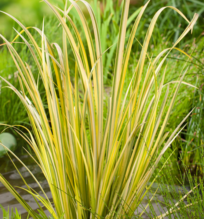 Puškvorec trávovitý ´OGON´ 20-30 cm, kont. 0,5 l 