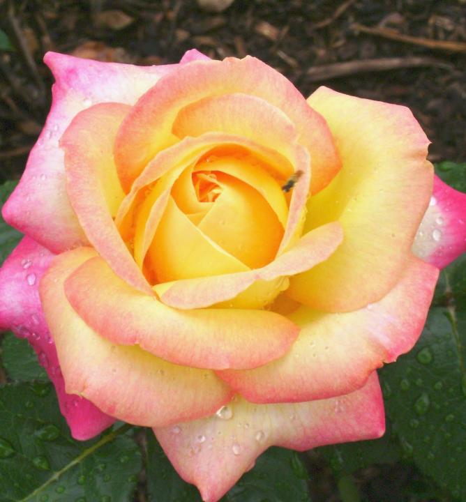 Ruža stromčeková ´PEACE´ na kmienku 100 cm, kont. 7 l