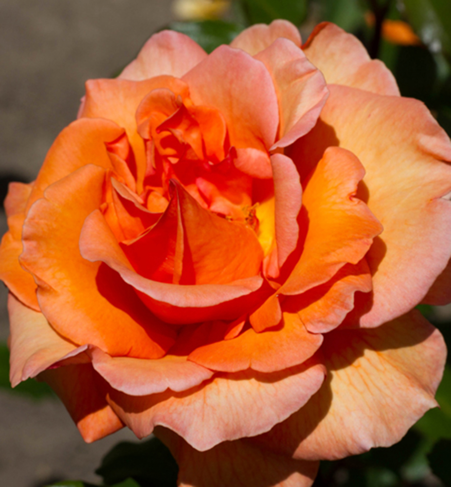 Ruža veľkokvetá kríková ´DORIS TYSTERMAN´ * 20-30 cm, kont. 3 l