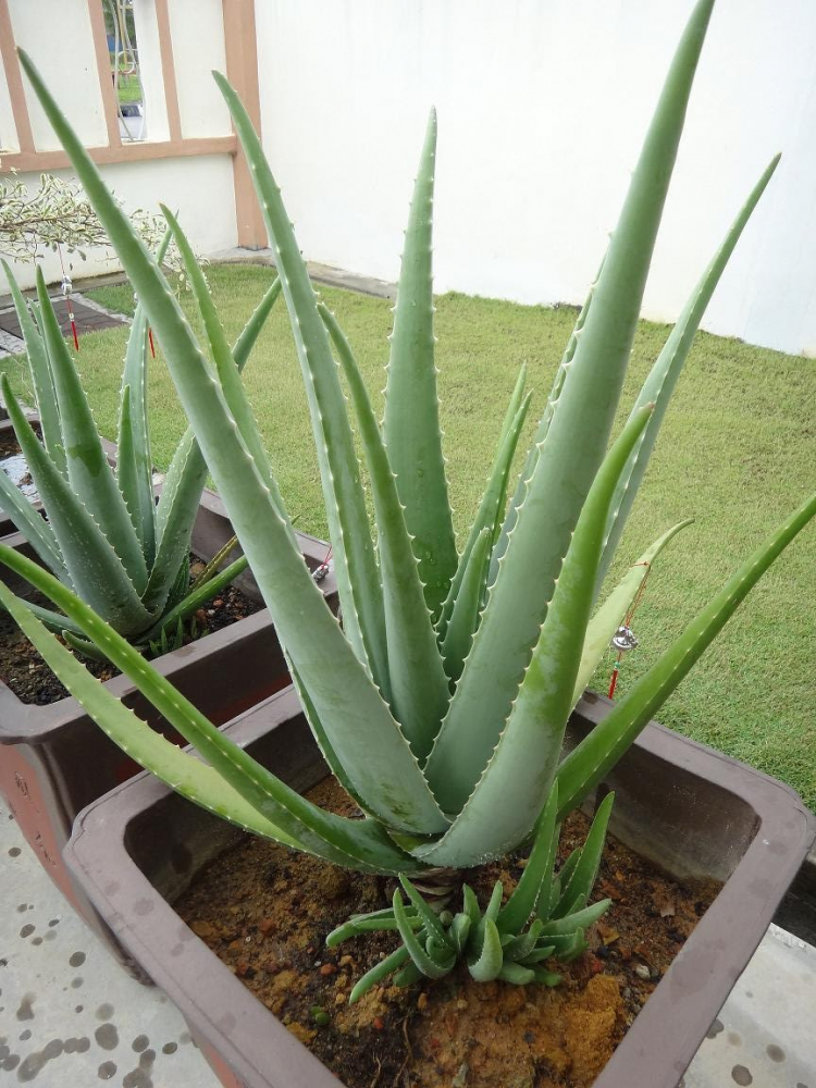ALOE VERA, 3050 cm, kont. 2 l Lumigreen.sk