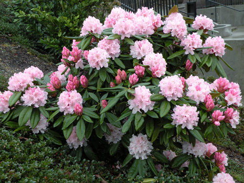 Rododendron hybridný ´CHRISTMAS CHEER´ 40-50 cm, kont. 5 l