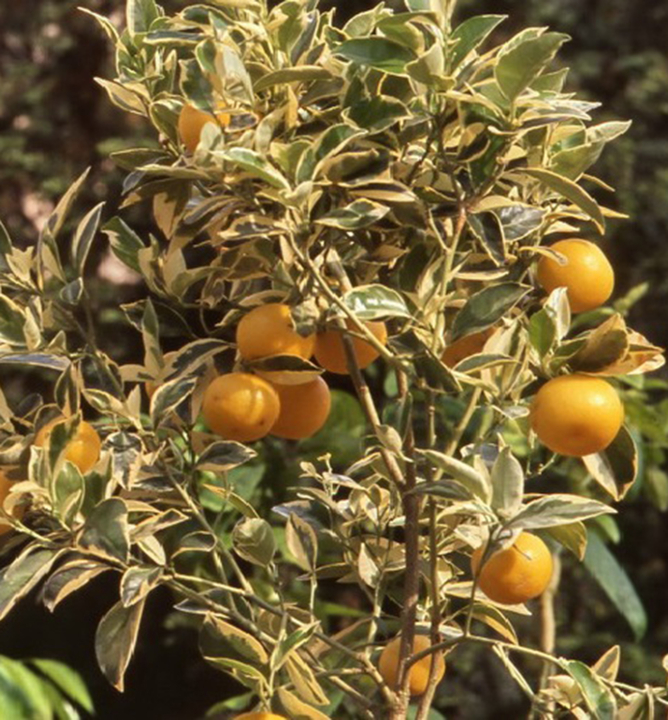 Pomaranèovník ´ARANCIO VARIEGATA´ 40-50 cm, kont. 2 l, štepený