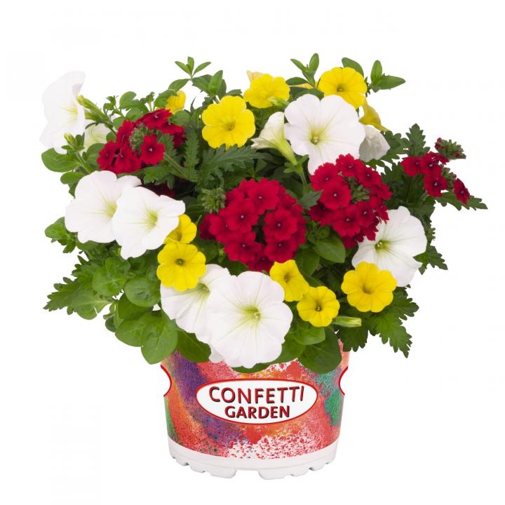 Confetti Garden 2020 ´THAT´S LOVE´, mix letničiek LUMIGREEN.sk Váš obľúbený