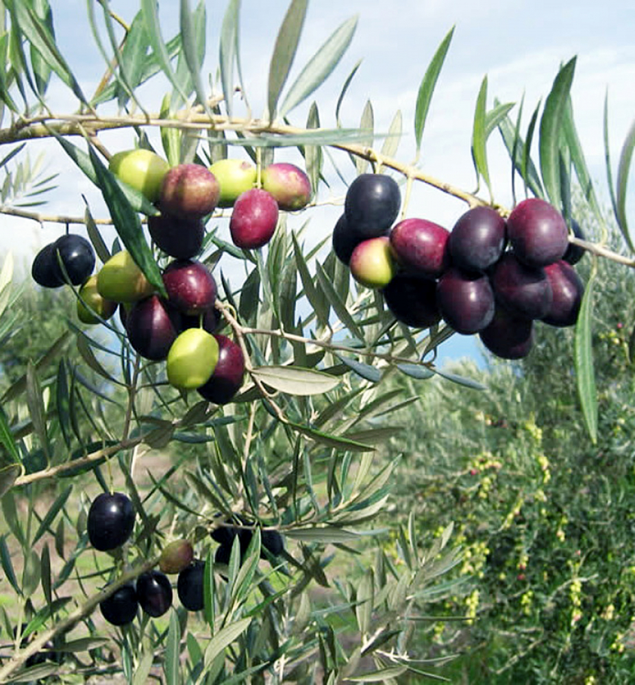 Olivovník európsky ´PIQUAL´, 80-100 cm, zemný bal