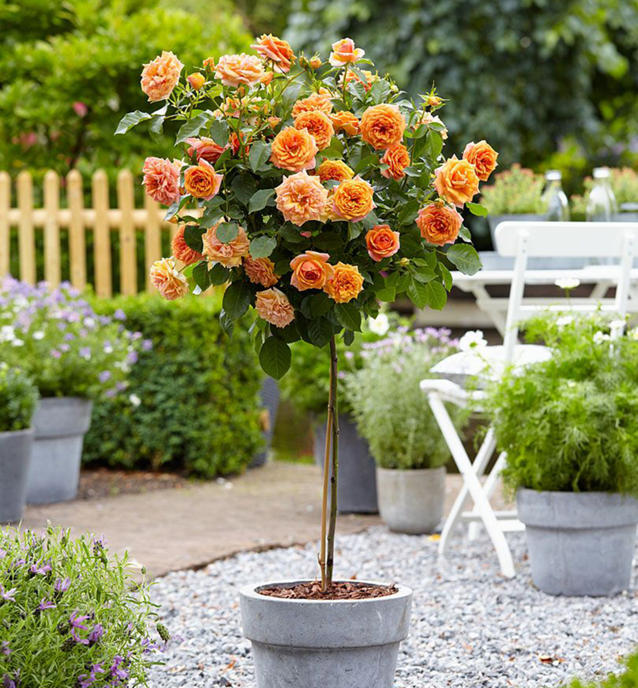 Miniruža stromčeková ´TOPOLINA®´ oranžová, na kmienku 35 cm, kont. 2,5 l