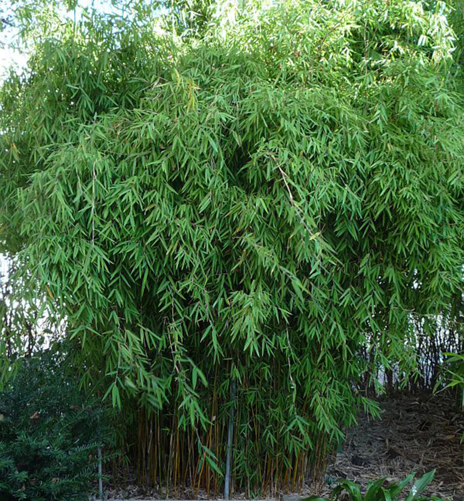 Bambus/ Fargesia jiuzhaigou ´GENF´ 60-70 cm, kont. 5 l 