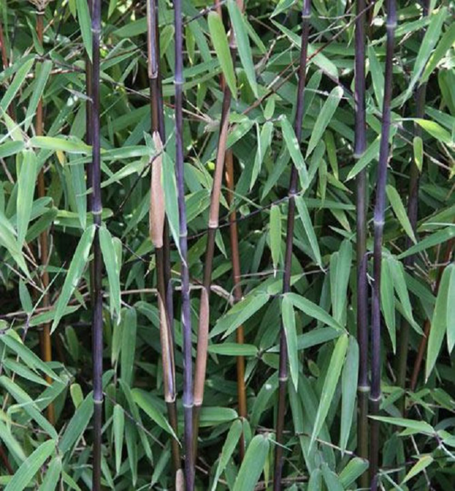 Bambus lesklý ´BLACK PEARLE´ 100-110 cm, kont. 2,5 l