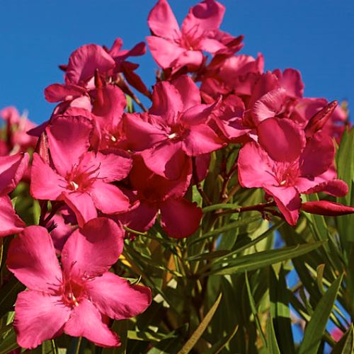 Oleander ružovočervený ´PAPA GAMBETTA´ 20-30 cm, kont. 1 l