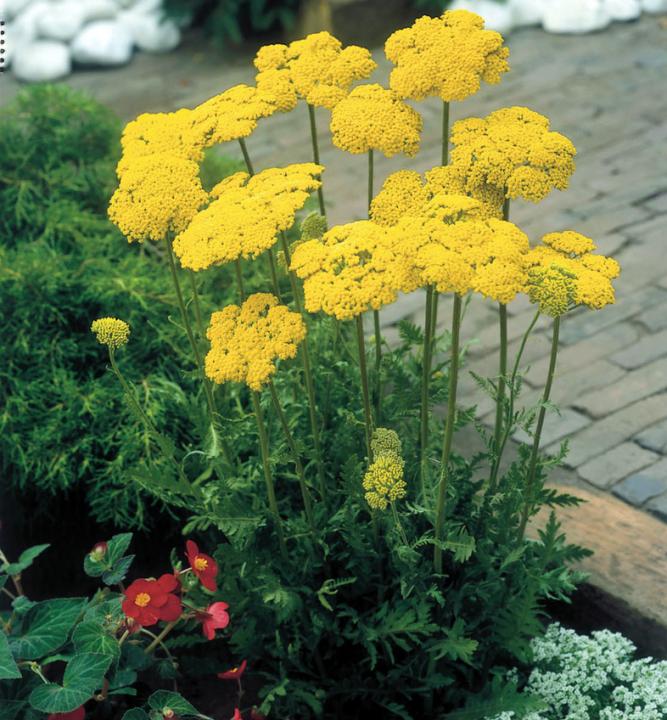 Rebríček túžobníkový ´CLOTH OF GOLD´, kont. 0,5 l LUMIGREEN