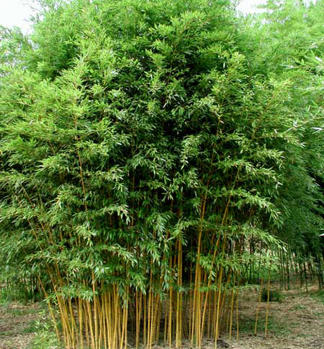 Bambus / Phyllostachys aureosulcata ´AUREOCAULIS´ 90-100 cm, kont. 3 l