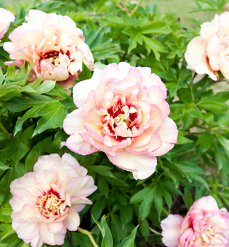 Pivnia Itoh CALLIES MEMORY kont. 1,5 l