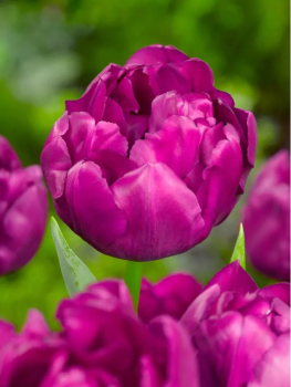 Tulip�n �PURPLE POWER�, kont. 0,5 l