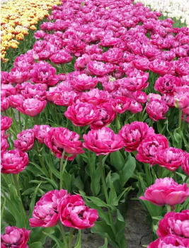 Tulipn PURPLE POWER 5 ks v balen