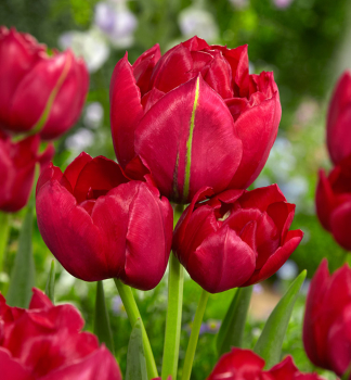 Tulipn ESTATIC 5 ks v balen