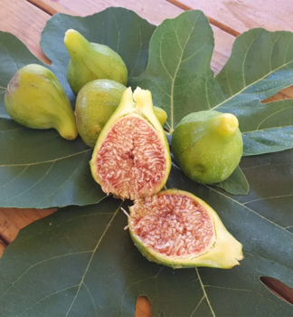 Figovn�k �DESERT KING� 120-130 cm, kont. 25 l