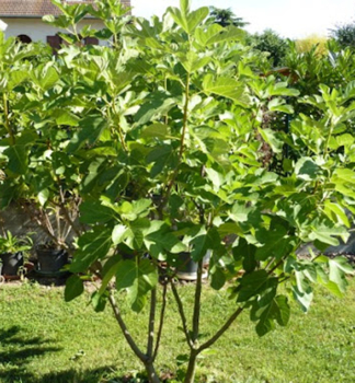 Figovn�k �DESERT KING� 20-30 cm, kont. 2,5 l