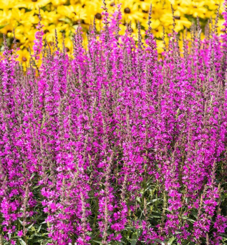 Vrbica �LUMINARA HOT PINK� kont. 1 l