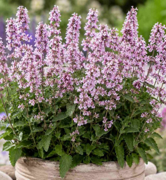 Koc�rnik z�hradn� �SERENE WILD ORCHID� kont. 0,5 l
