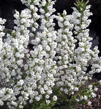 Exochorda hroznovit� �MAGICAL SPRINGTIME�� 20-30 cm, kont. 2,5 l