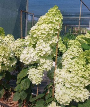 Obr�zok (4)
